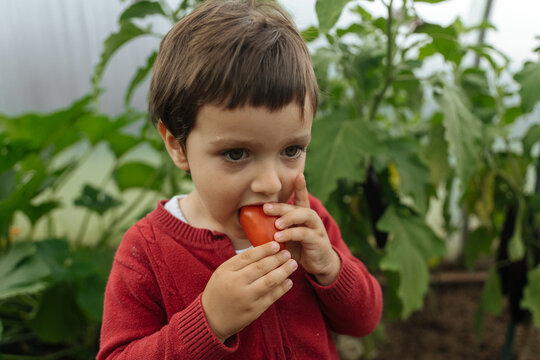 Child eating a fresh tomato in a greenhouse
