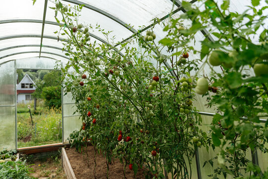 Tomato Plants Growing in Greenhouse