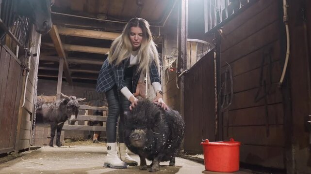 Stable pig tandem training caucasian trainer kneeling beside pig washing coat with water from red bucket, donkey at stall in background, bright overhead light, focused practical lesson in animal