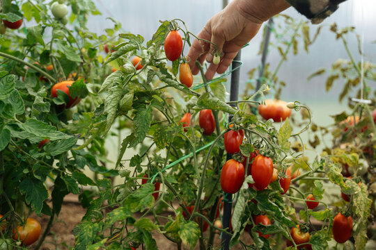 Hand picking plum tomatoes in greenhouse