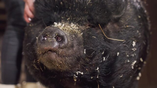 Black pig being petted by caretaker, closeup indoor shot with sawdust on snout, handler hands providing gentle grooming and bonding in rustic barn setting, calm cozy atmosphere and tactile texture