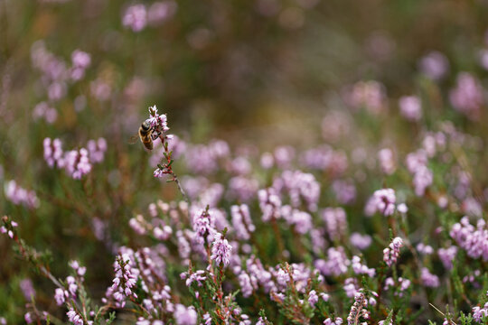 Bee pollinating common heather flower