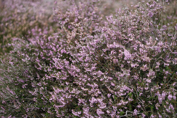 Obraz premium Dense heather field in bloom on overcast day