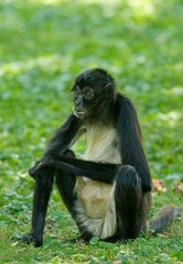Fototapeta premium Geoffroy's spider monkey 