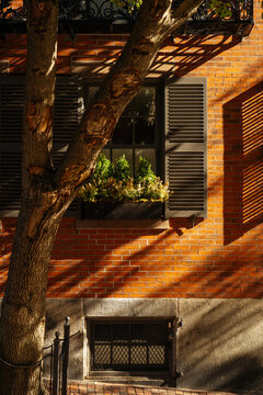 Brick Townhouse Window with Planter and Tree Shadows