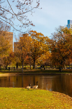 Geese by Pond in Autumn City Park