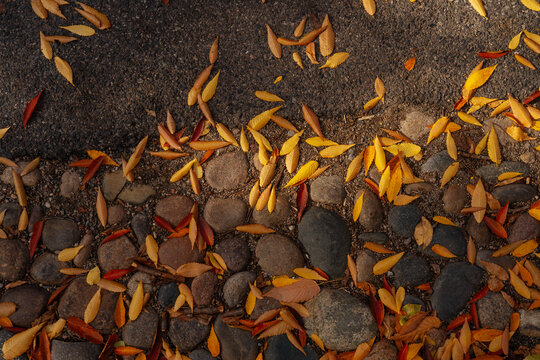 Autumn Leaves on Cobblestone and Asphalt Path