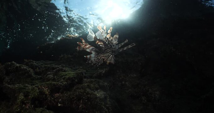 lionfish scenery with sun beams and rays underwater slow ocean scenery fish tryig hunting  fish