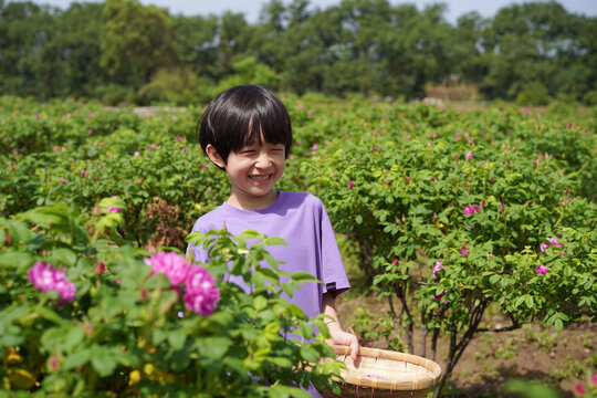 Chinese boy picks flowers in a flower field