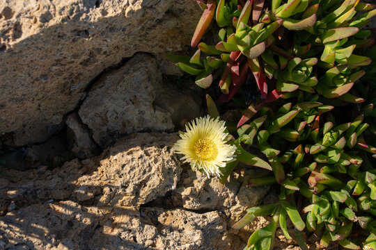 A close-up view capturing a single yellow ice plant flower blooming amidst rough coastal stone and its green-red succulent foliage under natural light.