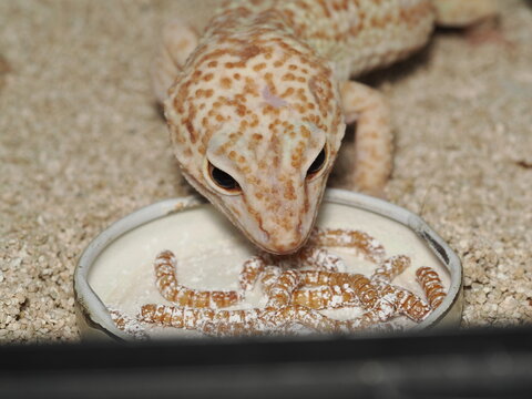 Un gecko leopardo de coloraci&oacute;n clara se alimenta de larvas de tenebrio en un plato dentro de su terrario. Se aprecia su piel moteada, su ojo y su postura mientras captura una de las presas.