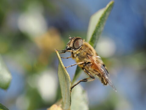 s&iacute;rfido del g&eacute;nero Eristalis imita la apariencia de una abeja con su denso vello dorado. Se encuentra posado sobre una hoja verde, utilizando sus patas para limpiarse la zona de la cabeza.