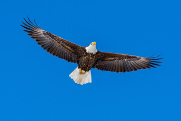Fototapeta premium Bald Eagle soaring against blue sky