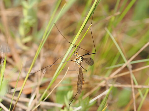 Esta t&iacute;pula destaca por sus patas extremadamente largas y delgadas, cuerpo esbelto con patrones amarillos y negros, y alas transl&uacute;cidas mientras se sujeta a una brizna de hierba verde.