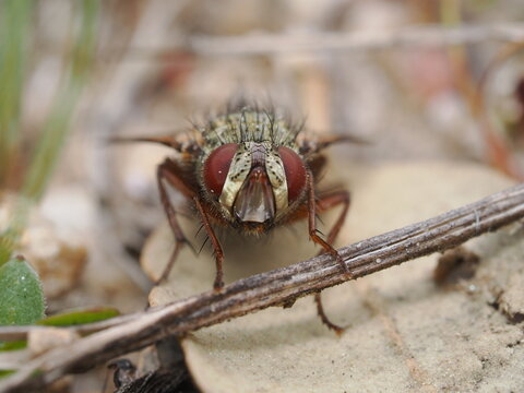 Esta mosca destaca por sus grandes ojos compuestos de color rojizo y un cuerpo cubierto de fuertes cerdas negras. Se encuentra posada sobre el suelo, apoyada en una peque&ntilde;a rama seca y restos vegetale