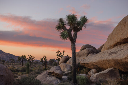 Scenic Sunset View With Joshua Trees and Rocky Desert Landscape