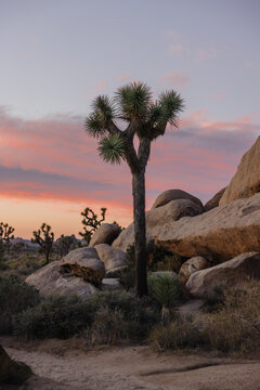 Joshua Tree and Rock Formations at Sunset in Desert