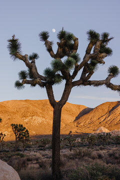 Joshua tree at dusk with moon over desert hills