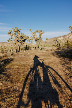 Bicycle shadow on desert trail with Joshua trees