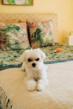 Small white dog resting on cozy bed indoors