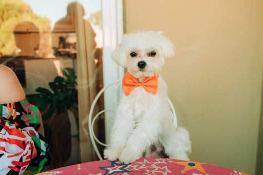 Small white dog wearing bow tie sitting at table