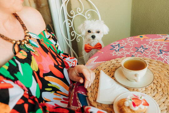 Small dog sitting at table during cozy tea time