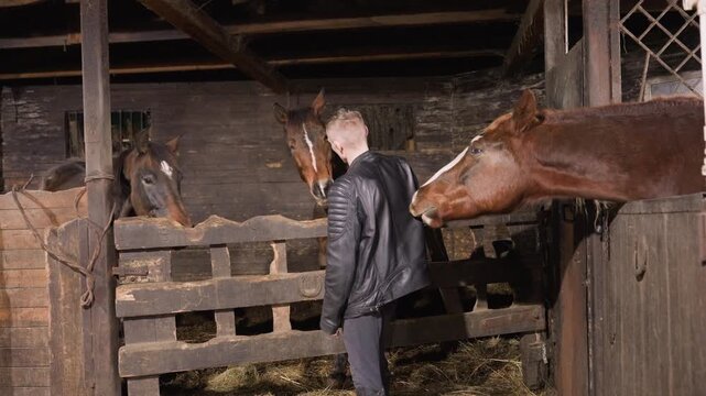White man beside horses in stable, quiet barn lighting, two curious horses leaning over wooden stall, leather jacket, observational posture, novice handler learning equine behavior, gentle reach, calm
