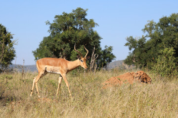 Fototapeta premium Schwarzfersenantilope / Impala / Aepyceros melampus