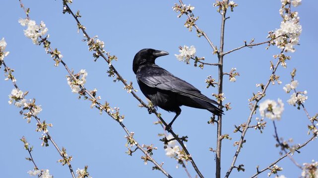 A Cawing raven perches on a blossoming tree, surrounded by white blossoms with a clear blue sky in the background