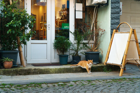 Orange cat coffee shop