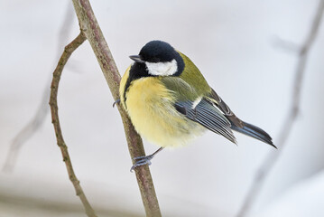 Great tit bird closeup in winter season ( Parus major ) © Adrian 