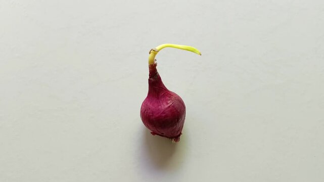 Sprouting red onion bulb isolated on white background closeup natural vegetable