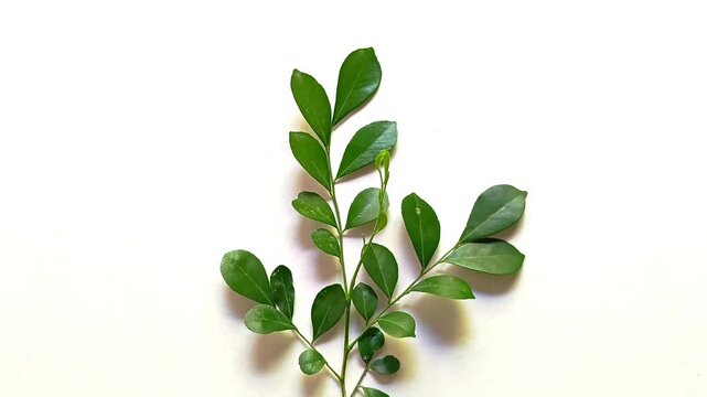 Fresh green leaves of Murraya paniculata isolated on white background natural botanical concept