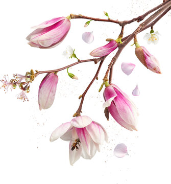 Pink magnolia blossoms and honey bee on branch isolated on transparent background