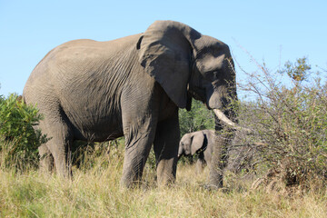 Fototapeta premium Afrikanischer Elefant / African elephant / Loxodonta africana