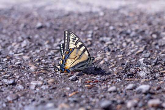 Canadian Tiger Swallowtail Butterfly Sips Moisture