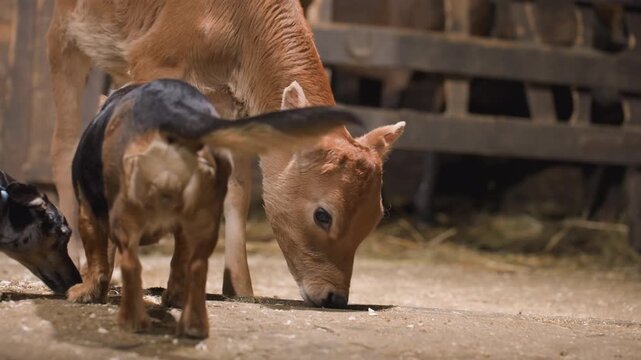 Calf puppy eating together in barn, sharing feed near wooden fence, straw underfoot, warm soft light, gentle nudges and curious sniffing capture playful early friendship and farm intimacy