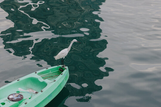 White Egret Standing on Green Boat in Calm Water