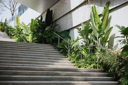 Modern Staircase with Tropical Plants Along Concrete Wall