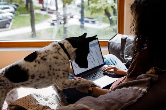 Woman Working on Laptop with Dog Nearby at Home