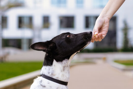 Black and White Dog Receives Treat From Hand