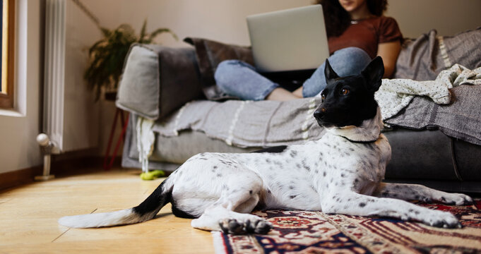 Cozy Living Room Scene With Dog And Laptop