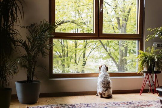 Dog Sits by Window Amid Green Indoor Plants