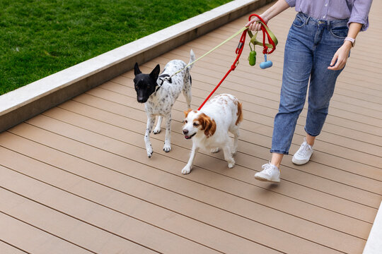 Casual Walk With Two Dogs On Boardwalk