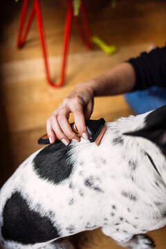 Dog Grooming: Brushing Back Coat At Home