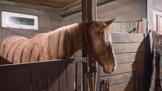 Chestnut horse in wooden stall turns head, dustspeckled coat and textured mane caught by small window light, rustic plank walls and stable hardware, attentive profile with gentle motion, quiet barn