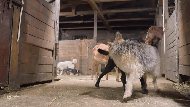 Black lab and grey shepherd circling in rustic stall, tandem obedience practice with small terrier joining, barn animals visible in background, dusty shavings, alert postures, scent investigation