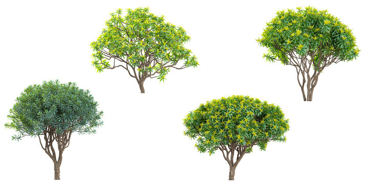 Collection of Euonymus plants on transparent background