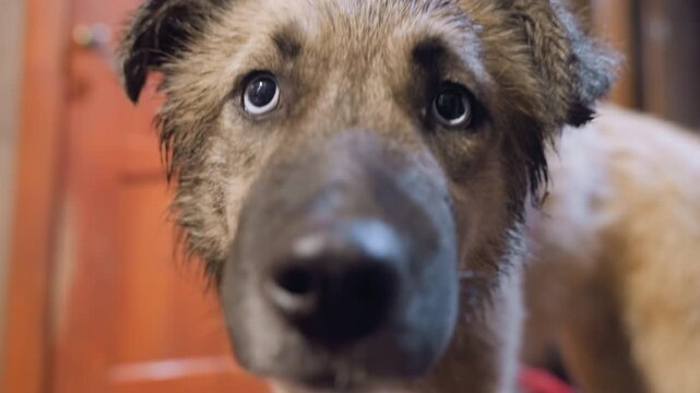 Wet rescue dog blue eyes closeup, mud on fur and face, indoor doorway background, soulful pleading gaze, tentative sniffing and sniff response, kennel atmosphere, hopeful adoption energy, vet collar