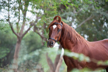 Naklejka premium portrait of beautiful red Kathiawari stallion posing in natura landscape place. India